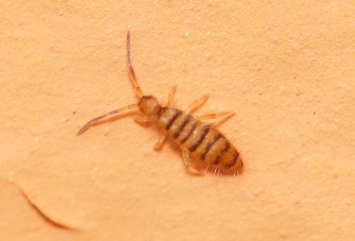 Entomobrya nigrocincta